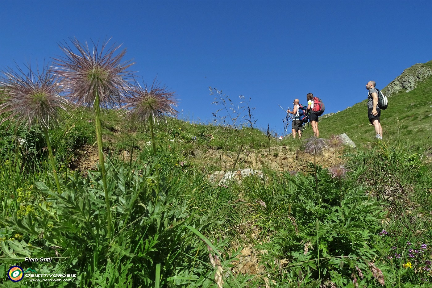 22 Pulsatilla alpina sfiorita.JPG